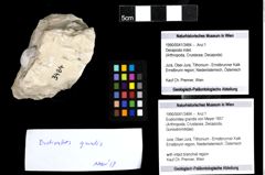 Foto (Objekt + Etiketten) von Eodromites grandis (von Meyer 1857)